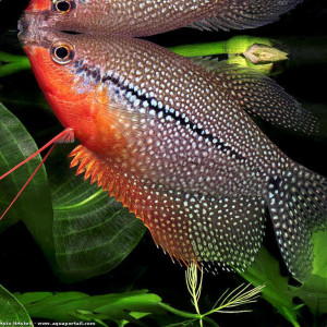 Trichogaster Leeri, Gouramis Perlés