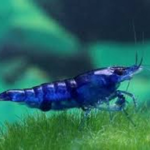 Lot Crevettes Blue Velvet