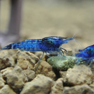 Lot Crevettes Blue Velvet