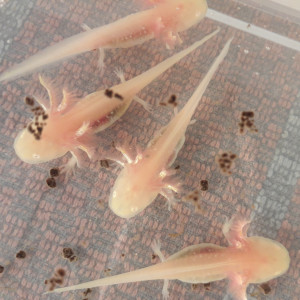 Bébés Axolotl