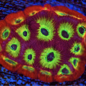 Favites sector 001 jason fox