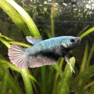 Betta Plakat femelle copper 5 mois "show betta"