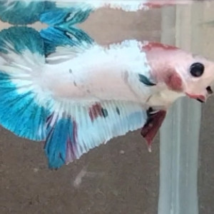 Betta combattant plakat mâle marble fancy 4,5 mois