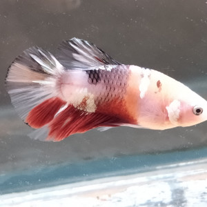 Betta combattant mâle nemo variation copper