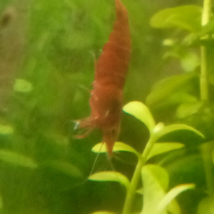 Crevettes Sakura red