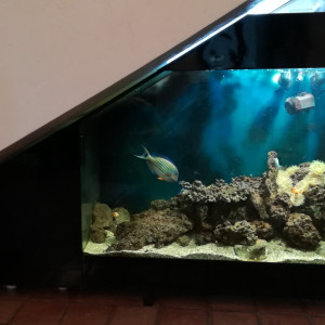 Aquarium eau de mer 440 litres avec poissons tropicaux