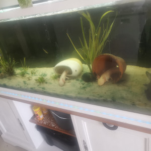 Aquarium 360 L pour axolotl