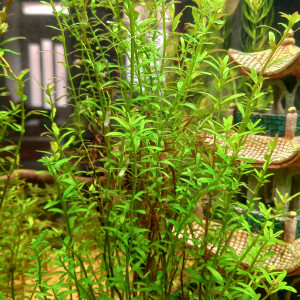 Rotala Vietnam H'ra à vendre