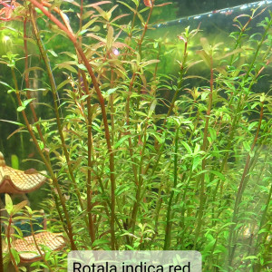 Rotala indica red à vendre