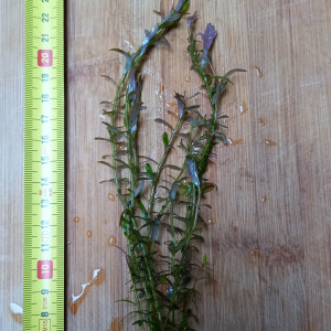 Rotala indica red à vendre