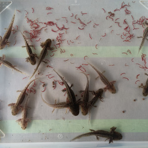 Axolotls juvéniles