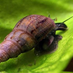 Escargot malais (Melanoides tuberculatus)