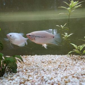 3 gouramis