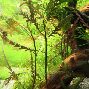 Hygrophila Pinnatifida