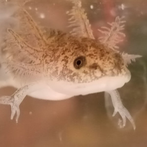 Magnifique Axolotl