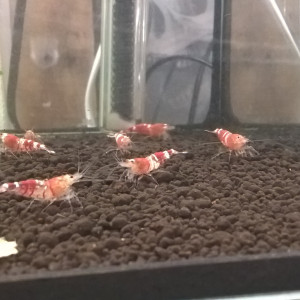 Caridina Crystal red