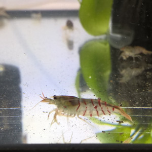 Caridina Tiger red