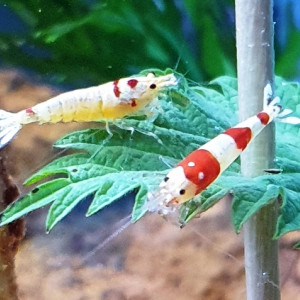 Crevettes Caridina cantonensis PRL