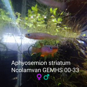 ♀️♂️ Couple (s) Aphyosemion striatum Ncolamvan GEMHS 00-33