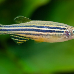 Danio