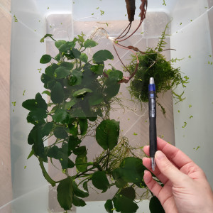 Anubias et autres plantes