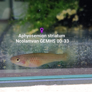 ♀️ Femelles Aphyosemion striatum Ncolamvan GEMHS 00-33
