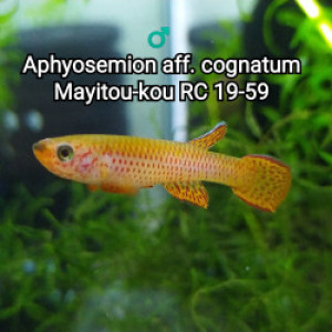 ♂️ Mâle Aphyosemion aff. cognatum Mayitou-kou RC 19-59