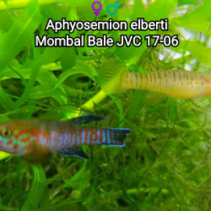 Couple (s) ♀️♂️ Aphyosemion elberti Mombal Bale JVC 17-06