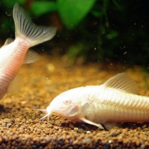 Corydoras Aenus Albinos