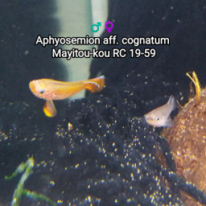 ♀️♂️ Aphyosemion aff. cognatum  Mayitou-kou RC 19-59