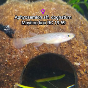 ♀️ Aphyosemion aff. cognatum  Mayitou-kou RC 19-59