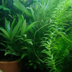 Plante d'aquarium- Hygrophila  en bouquets