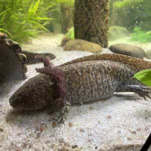 Axolotls coopers adultes