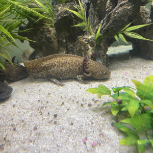 Axolotl cooper adulte