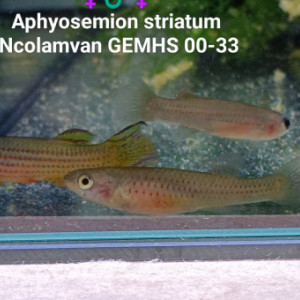 ♀️♂️♀️ Trio (s) Aphyosemion striatum Ncolamvan GEMHS 00-33