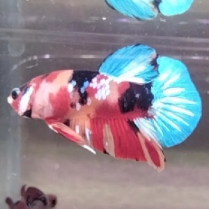 Betta combattant plakat mâle nemo Galaxy 5 mois