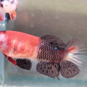 Betta Plakat femelle red koï 5 mois