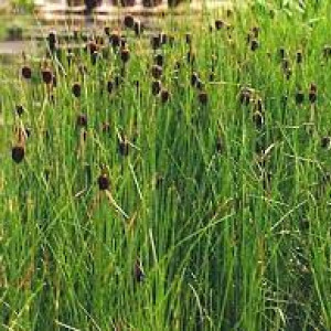 Plantes de bassin