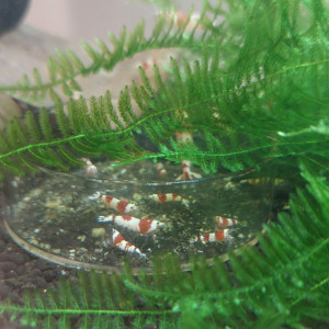 Crevettes Caridina cantonensis CRS (Crystal red)