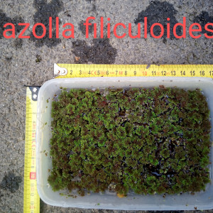 Azolla