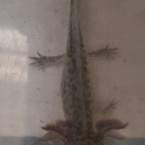 axolotls sauvages