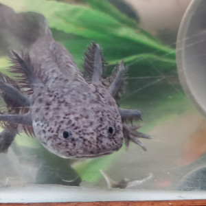 axolotl axanthique