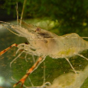 Crevette à pince rayées (Macrobrachium dayanum )