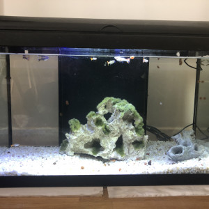 Aquarium 70 l complet + poissons