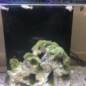 Aquarium 70 l complet + poissons