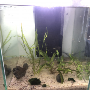 Aquarium complet cubique + lot gigantesque poissons