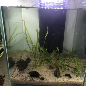 Aquarium complet cubique + lot gigantesque poissons