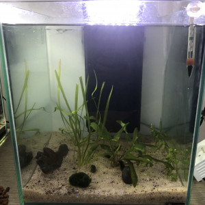 Aquarium complet cubique + lot gigantesque poissons