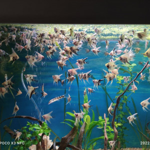 Poissons D'aquarium, Scalaires Koï