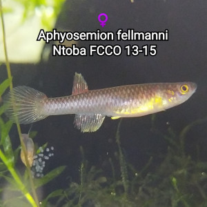 Femelle (s) ♀️ Aphyosemion fellmanni  Ntoba FCCO 13-15